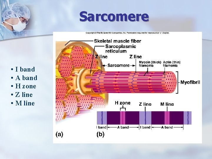 Sarcomere • I band • A band • H zone • Z line •