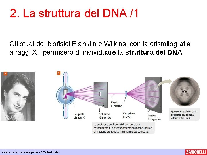 2. La struttura del DNA /1 Gli studi dei biofisici Franklin e Wilkins, con