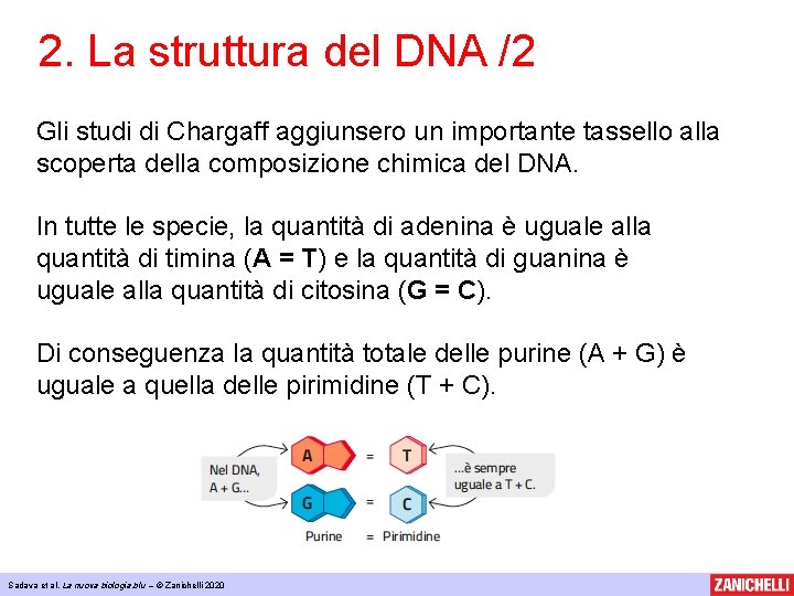 2. La struttura del DNA /2 Gli studi di Chargaff aggiunsero un importante tassello