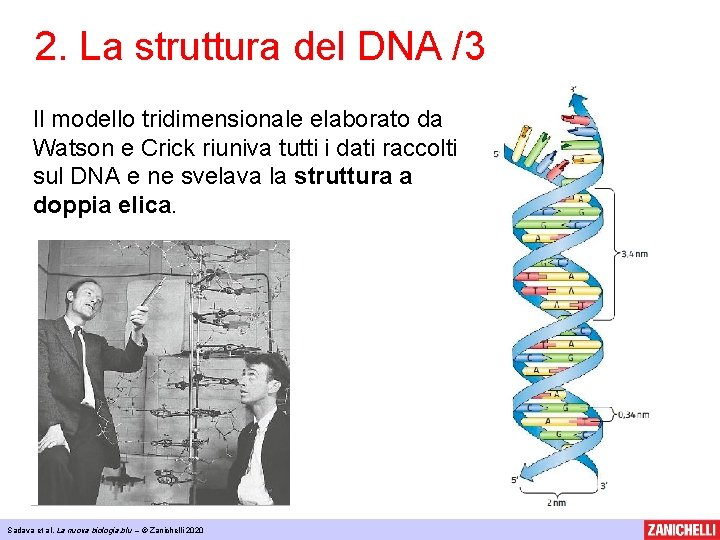 2. La struttura del DNA /3 Il modello tridimensionale elaborato da Watson e Crick