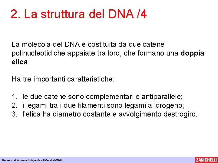 2. La struttura del DNA /4 La molecola del DNA è costituita da due