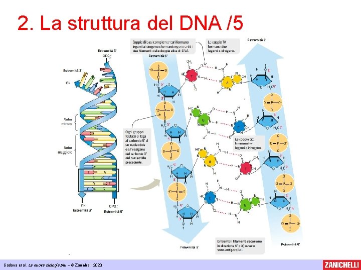 2. La struttura del DNA /5 Sadava et al, La nuova biologia. blu –