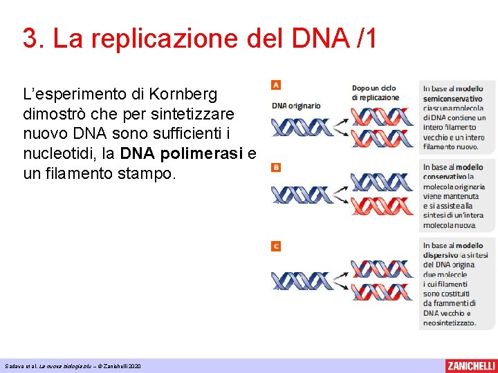 3. La replicazione del DNA /1 L’esperimento di Kornberg dimostrò che per sintetizzare nuovo