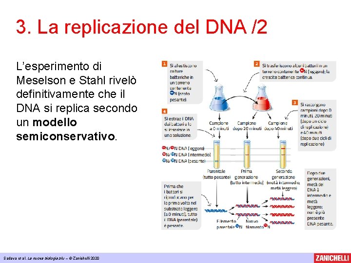 3. La replicazione del DNA /2 L’esperimento di Meselson e Stahl rivelò definitivamente che