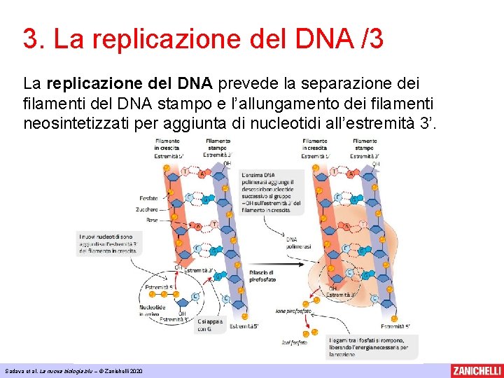 3. La replicazione del DNA /3 La replicazione del DNA prevede la separazione dei