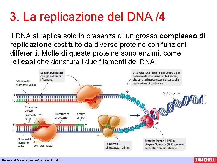 3. La replicazione del DNA /4 Il DNA si replica solo in presenza di
