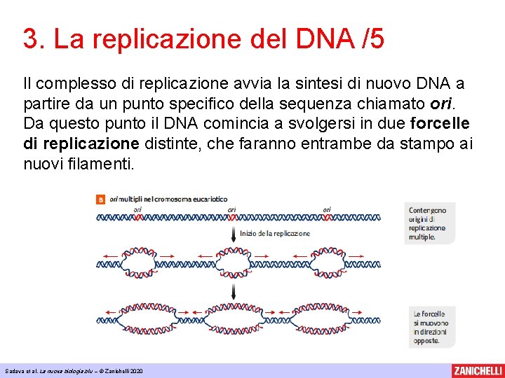 3. La replicazione del DNA /5 Il complesso di replicazione avvia la sintesi di