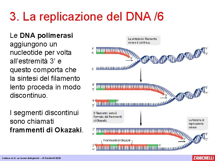 3. La replicazione del DNA /6 Le DNA polimerasi aggiungono un nucleotide per volta