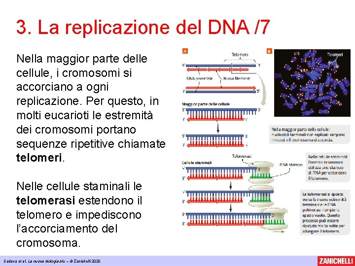 3. La replicazione del DNA /7 Nella maggior parte delle cellule, i cromosomi si