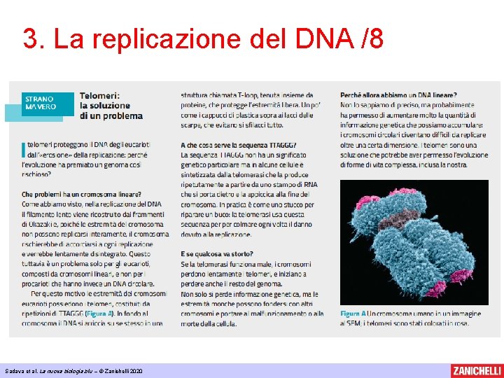 3. La replicazione del DNA /8 Sadava et al, La nuova biologia. blu –