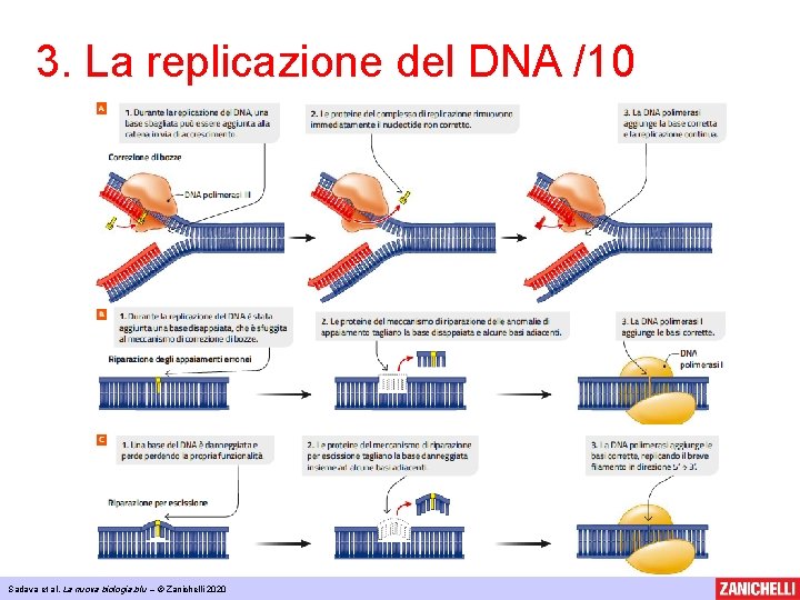 3. La replicazione del DNA /10 Sadava et al, La nuova biologia. blu –