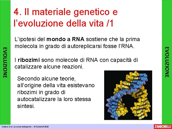 4. Il materiale genetico e l’evoluzione della vita /1 I ribozimi sono molecole di