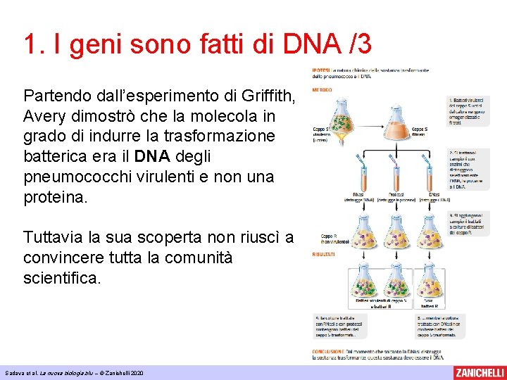 1. I geni sono fatti di DNA /3 Partendo dall’esperimento di Griffith, Avery dimostrò