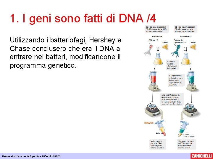 1. I geni sono fatti di DNA /4 Utilizzando i batteriofagi, Hershey e Chase