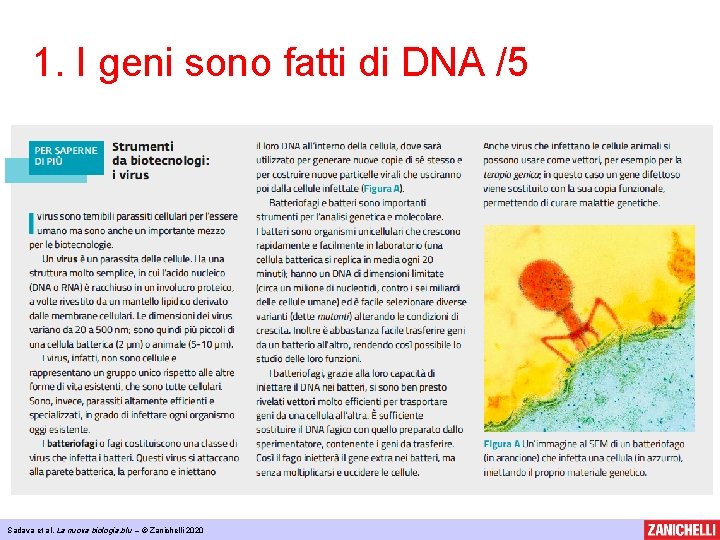 1. I geni sono fatti di DNA /5 Sadava et al, La nuova biologia.