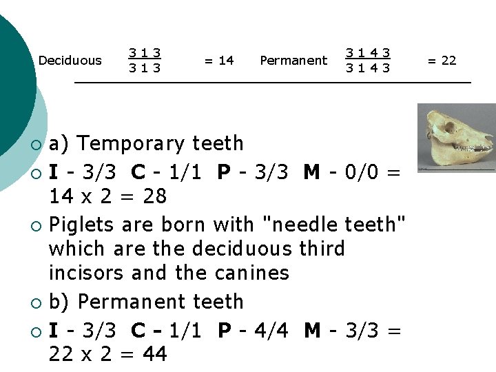 Deciduous 3 1 3 = 14 Permanent 3 1 4 3 a) Temporary teeth Deciduous 3 1 3 = 14 Permanent 3 1 4 3 a) Temporary teeth