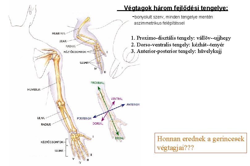 Végtagok három fejlődési tengelye: -bonyolult szerv, minden tengelye mentén aszimmetrikus felépítéssel 1. Proximo-disztális tengely: