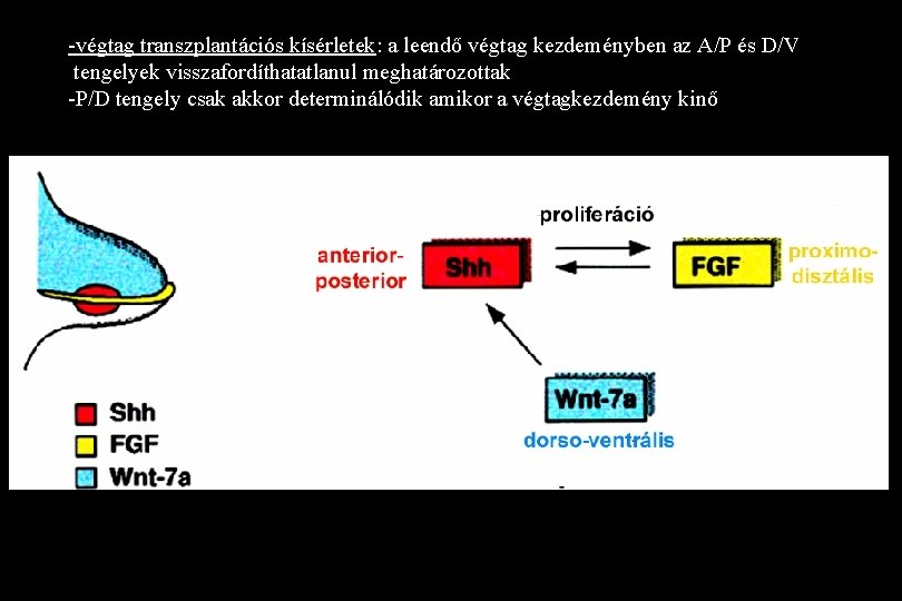 -végtag transzplantációs kísérletek: a leendő végtag kezdeményben az A/P és D/V tengelyek visszafordíthatatlanul meghatározottak