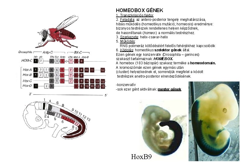 HOMEOBOX GÉNEK 1. Transzkripciós faktor 2. Feladata: az antero-posterior tengely meghatározása, hibás működés (homeotikus