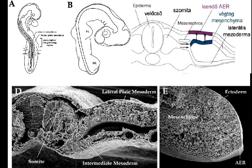 mesonephros-ILGF-I: --acrorenális szindroma -azt a nagyobb területet, amely magába foglalja mindazon sejteket, amelyek képesek