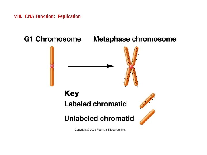 VIII. DNA Function: Replication 