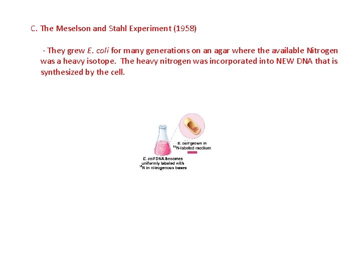 C. The Meselson and Stahl Experiment (1958) - They grew E. coli for many