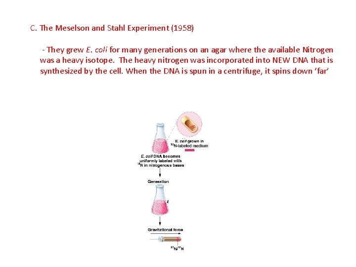 C. The Meselson and Stahl Experiment (1958) - They grew E. coli for many