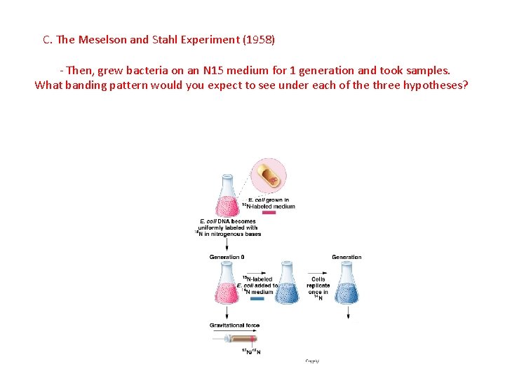 C. The Meselson and Stahl Experiment (1958) - Then, grew bacteria on an N