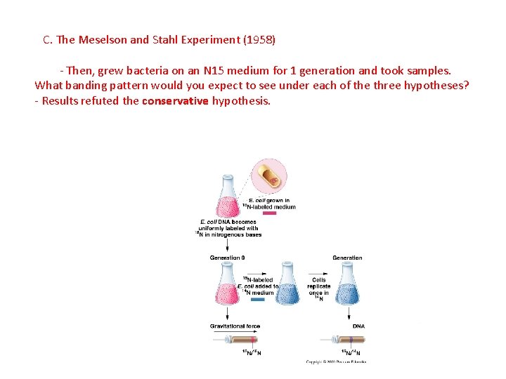 C. The Meselson and Stahl Experiment (1958) - Then, grew bacteria on an N