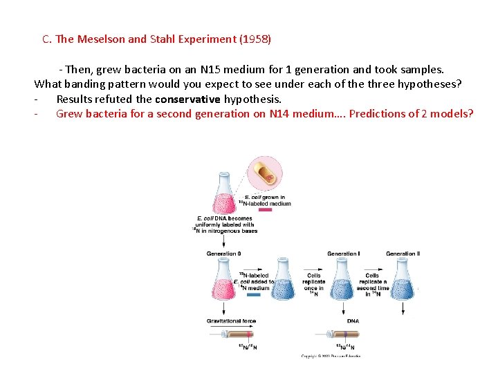 C. The Meselson and Stahl Experiment (1958) - Then, grew bacteria on an N