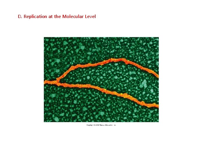 D. Replication at the Molecular Level 