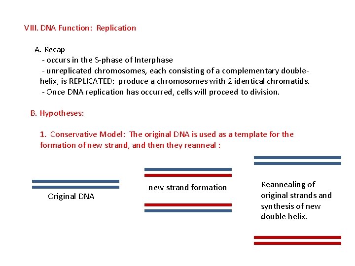 VIII. DNA Function: Replication A. Recap - occurs in the S-phase of Interphase -