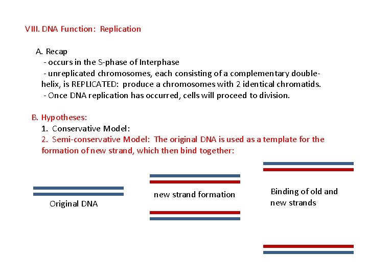 VIII. DNA Function: Replication A. Recap - occurs in the S-phase of Interphase -