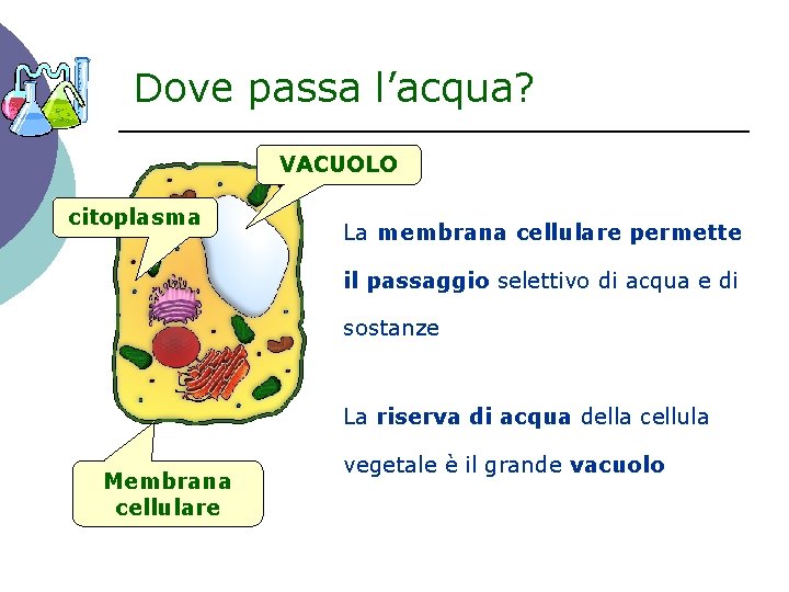 Dove passa l’acqua? VACUOLO citoplasma La membrana cellulare permette il passaggio selettivo di acqua