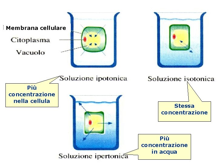 Osmosi Membrana cellulare Più concentrazione nella cellula Stessa concentrazione Più concentrazione in acqua 