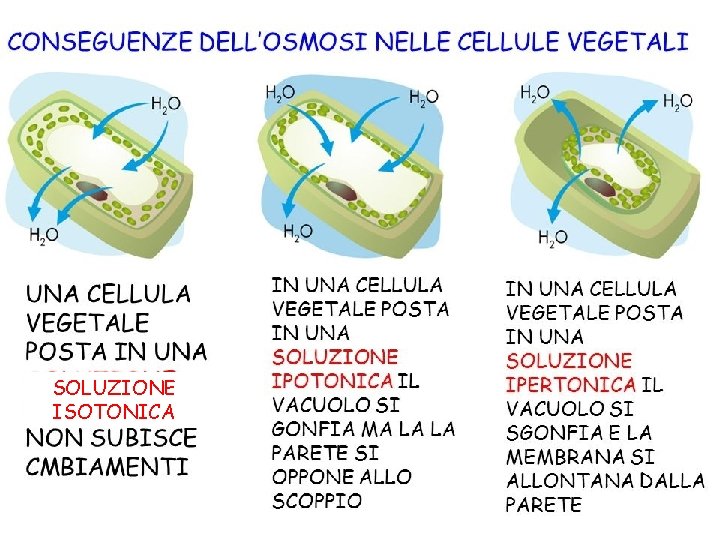 Ricapitoliamo SOLUZIONE ISOTONICA 