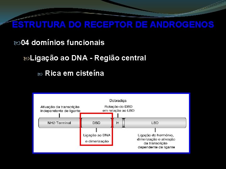 ESTRUTURA DO RECEPTOR DE ANDROGENOS 04 domínios funcionais Ligação ao DNA - Região central