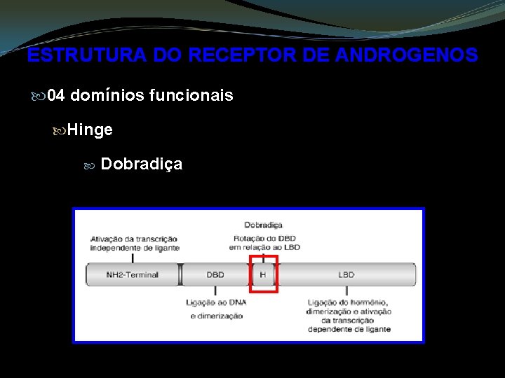 ESTRUTURA DO RECEPTOR DE ANDROGENOS 04 domínios funcionais Hinge Dobradiça 