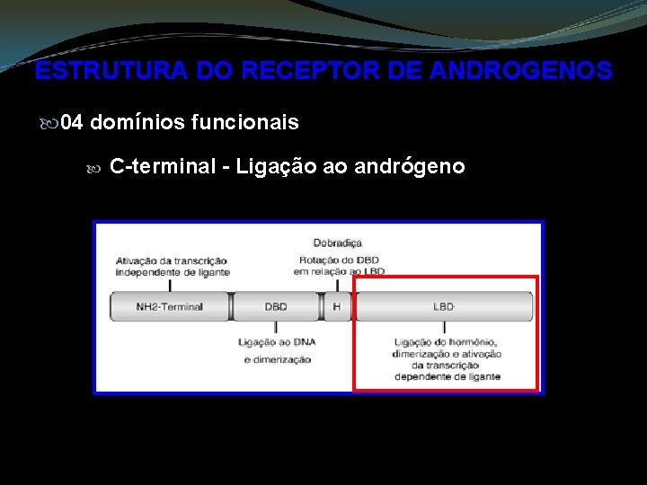 ESTRUTURA DO RECEPTOR DE ANDROGENOS 04 domínios funcionais C-terminal - Ligação ao andrógeno 