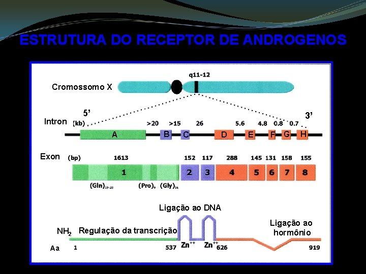 ESTRUTURA DO RECEPTOR DE ANDROGENOS Cromossomo X Intron 5’ 3’ A B C D