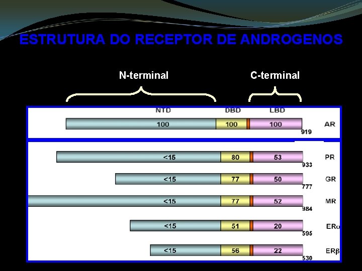 ESTRUTURA DO RECEPTOR DE ANDROGENOS N-terminal C-terminal 