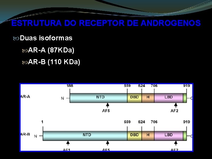 ESTRUTURA DO RECEPTOR DE ANDROGENOS Duas isoformas AR-A (87 KDa) AR-B (110 KDa) 