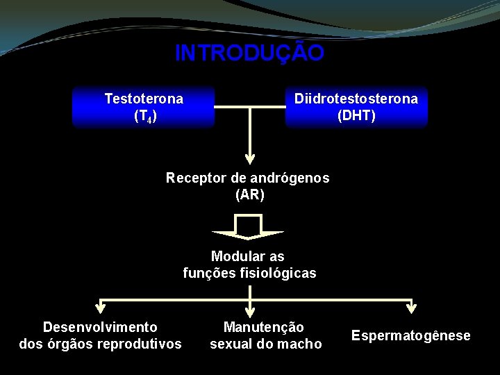 INTRODUÇÃO Testoterona (T 4) Diidrotestosterona (DHT) Receptor de andrógenos (AR) Modular as funções fisiológicas