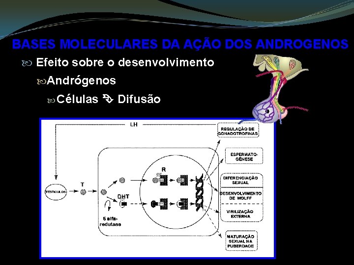 BASES MOLECULARES DA AÇÃO DOS ANDROGENOS Efeito sobre o desenvolvimento Andrógenos Células Difusão 