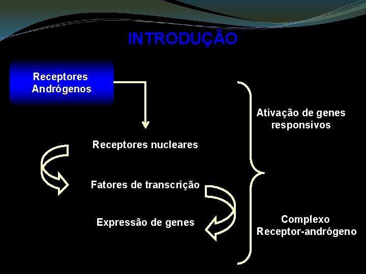 INTRODUÇÃO Receptores Andrógenos Ativação de genes responsivos Receptores nucleares Fatores de transcrição Expressão de