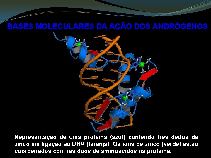 BASES MOLECULARES DA AÇÃO DOS ANDRÓGENOS Representação de uma proteína (azul) contendo três dedos