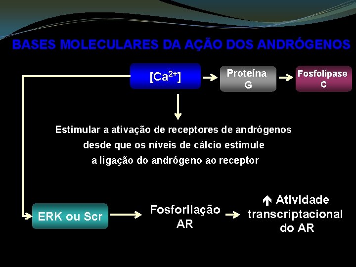 BASES MOLECULARES DA AÇÃO DOS ANDRÓGENOS [Ca 2+] Proteína G Fosfolipase C Estimular a