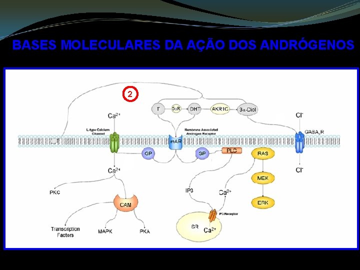 BASES MOLECULARES DA AÇÃO DOS ANDRÓGENOS 2 