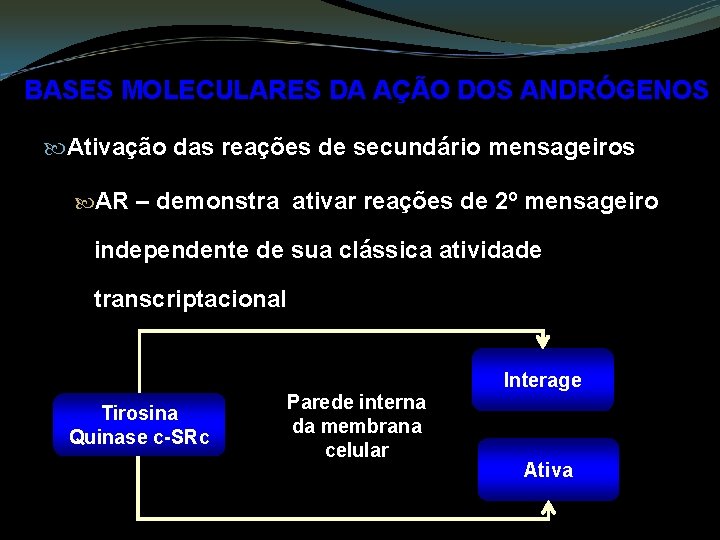 BASES MOLECULARES DA AÇÃO DOS ANDRÓGENOS Ativação das reações de secundário mensageiros AR –