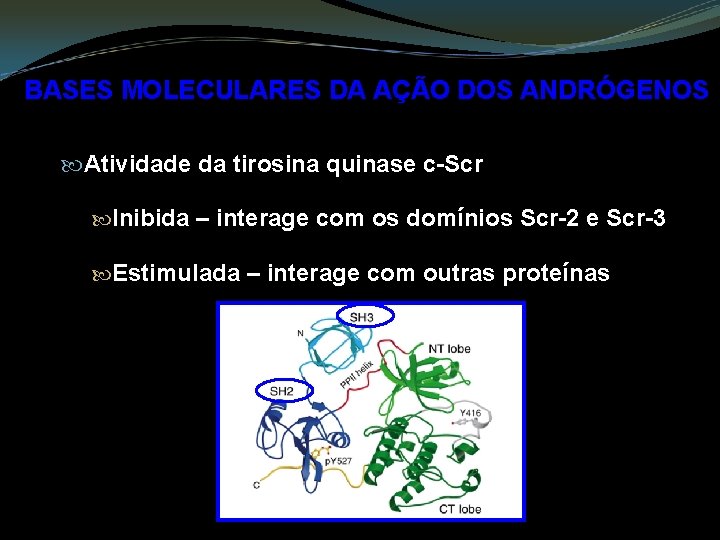 BASES MOLECULARES DA AÇÃO DOS ANDRÓGENOS Atividade da tirosina quinase c-Scr Inibida – interage
